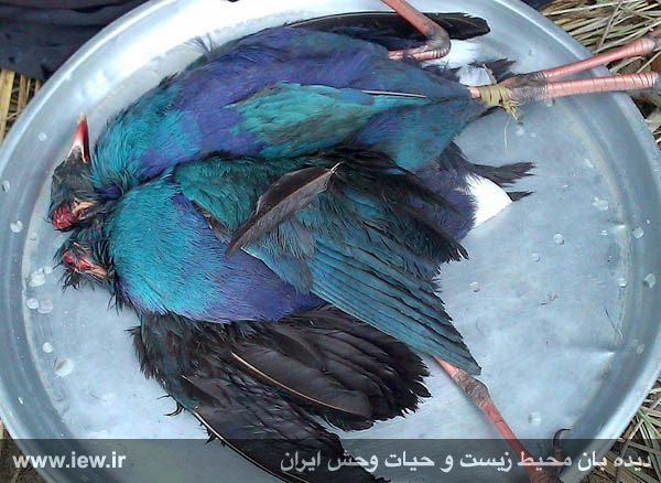روزانه دست کم ۵٠ طاووسک از اندک پهنه آبی باقیمانده در تالاب هورالعظیم صید شده و به بازار کیان اهواز فرستاده میشوند