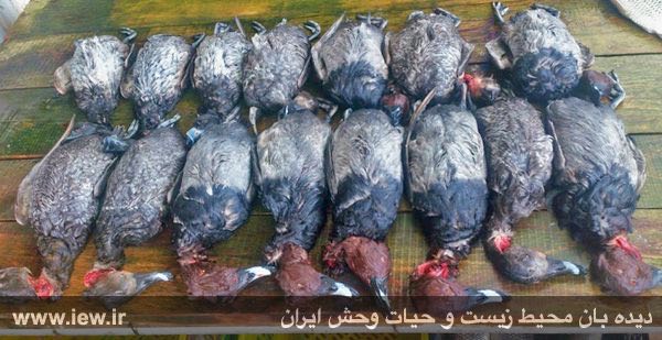 اردک سرحنایى از اردک هاى غواص / فروش در بازار فریدونکنار