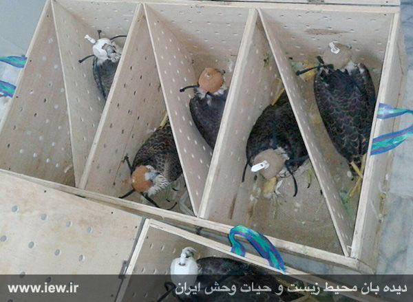 شاهین‌های کشف شده از قاچاقچیان حیات وحش در شهرستان جاسک