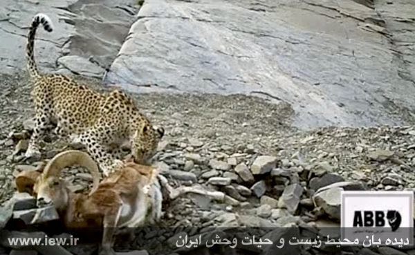 در رخدادى کم نظیر از یک پلنگ در حال تغذیه از لاشه قوچ وحشى در بشاگرد تصویربردارى شد …مشاهده فیلم در دیده بان: