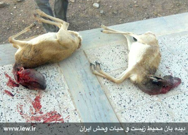 عاملین کشتار دو آهوى ماده بوسیله تعقیب با موتورسیکلت در منطقه حفاظت شده سیرخون دستگیر شدند.. www
