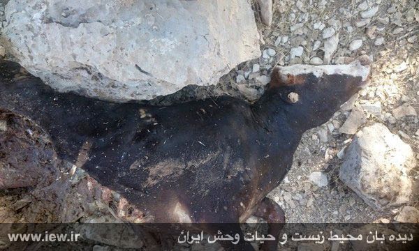 گاو اهلی تلف شده بر اثر حمله پلنگ در حاشیه منطقه حفاظت شده کوه خامین در شهرستان گچساران