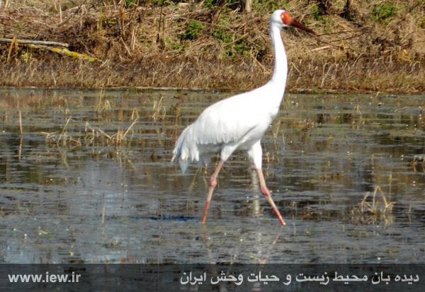 امید، آخرین بازمانده جمعیت غربی درنای سیبری بامداد امروز در فریدونکنار فرود آمد.. پایگاه خبری