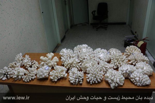 محموله کشف شده شامل ۲۸ کلونی آبسنگ مرجانی جمعا به وزن ۲۳ کیلوگرم در چابهار
