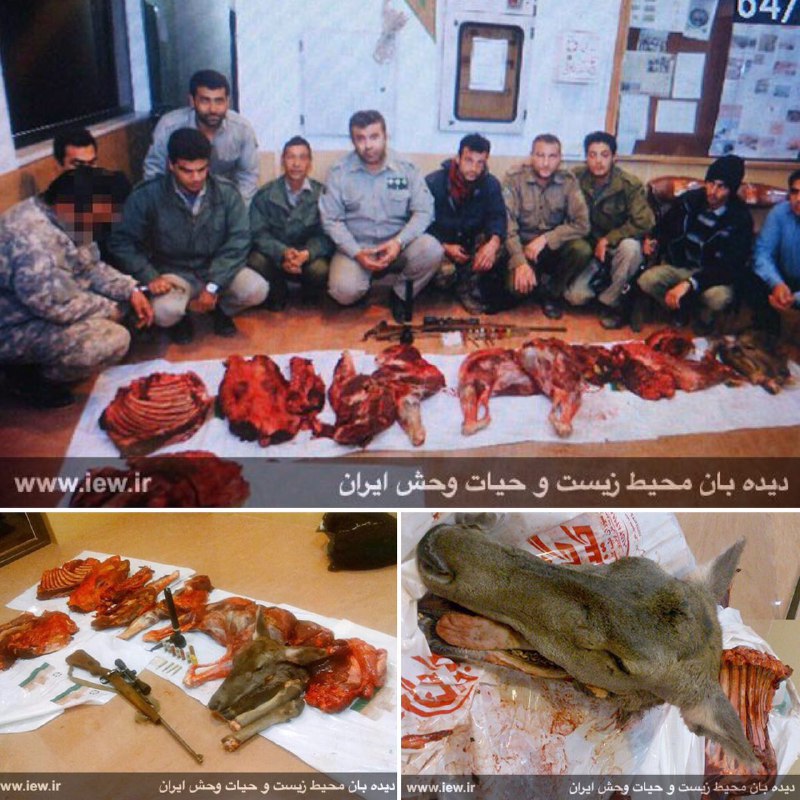 عامل شکار غیرمجاز یک مرال (گوزن قرمز) و یک کل وحشی در پارک ملی گلستان دستگیر شد.. پایگاه خبرى