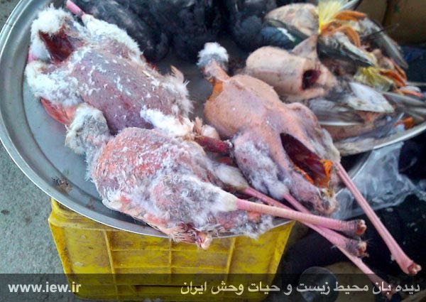 فلامینگو (گونه حمایت شده)