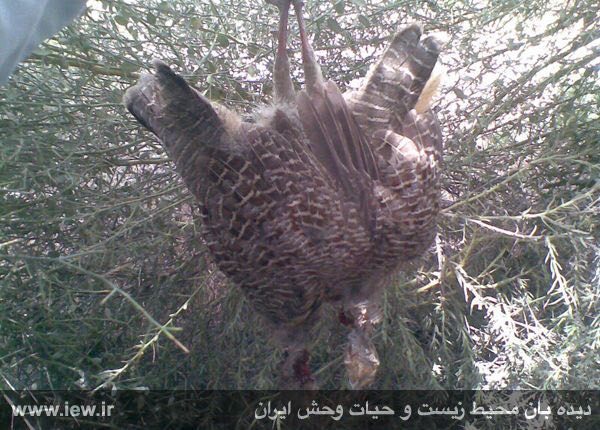 تصویر بدست آمده از گوشی تلفن همراه متخلف مربوط به شکار غیرمجاز جیرفتی