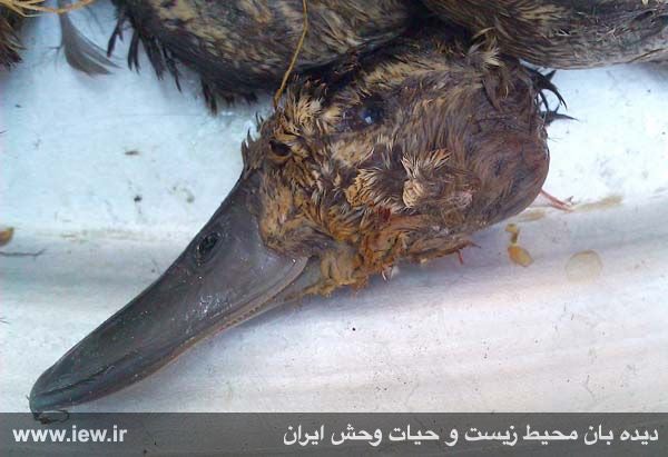 اردک بلوطى / گونه حمایت شده ملی و بین المللى و گونه در معرض انقراض