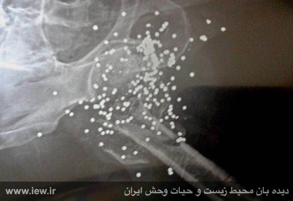 تعداد زیادی ساچمه که در ناحیه ران و لگن وارد بدن همیار محیط زیست یزد شده در عکس رادیوگراف مشخص است