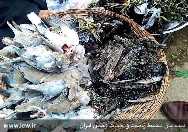قمرى، سار و چنگر نوک سرخ