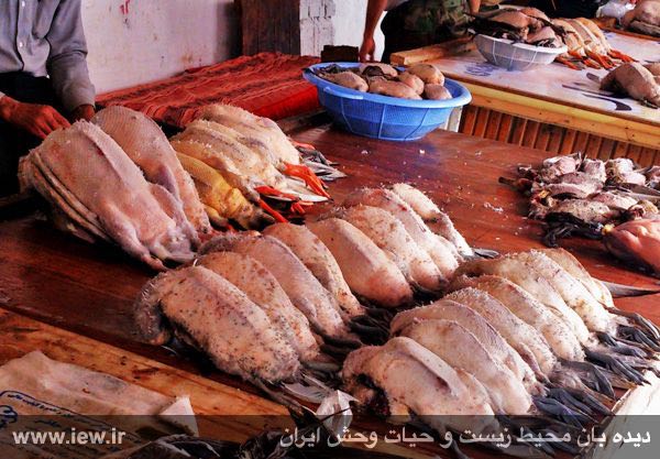 انواع غاز و اردک وحشى / فروش در بازار فریدونکنار / آبان ٩٤