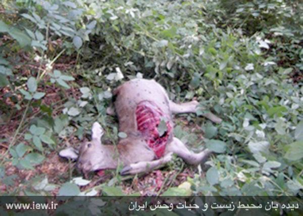 لاشه مرالی که توسط یک پلنگ در مناطق جنگلی شهرستان سیاهکل شکار شده بود