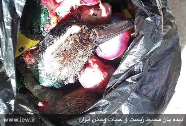 خوتکا ابرو سفید و اردک سرسبز