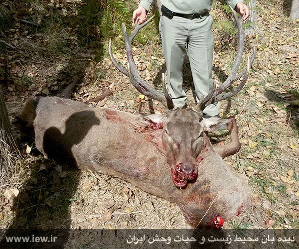 مرال نر ۱۳ ساله شکار شده در پارک ملی کیاسر مازندران