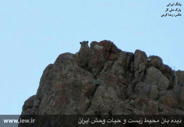 برای نخستین بار از پلنگ ایرانی در پارک ملی لار در استان تهران تصویربرداری شد.. پایگاه خبری