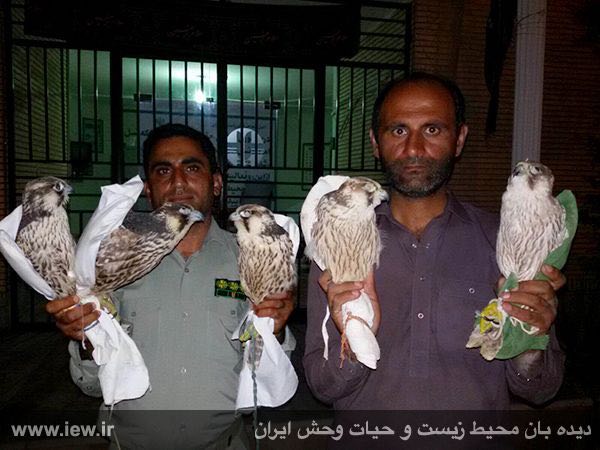 محیط بان شریفی و محیط بان سلمانپور با لباس مبدل بلوچی پس از دستگیری متخلفین و کشف ۷ بالابان