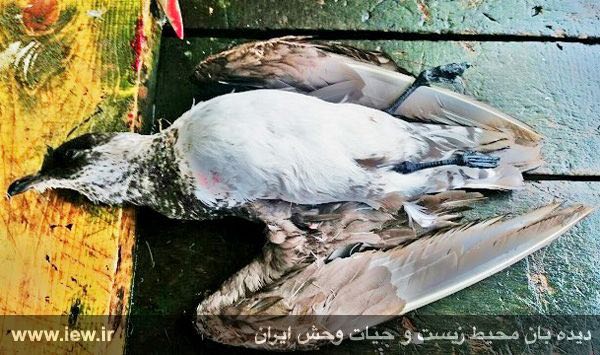 اسکو / پرنده حرام گوشت / فروش در بازار فریدونکنار / آبان ٩٤