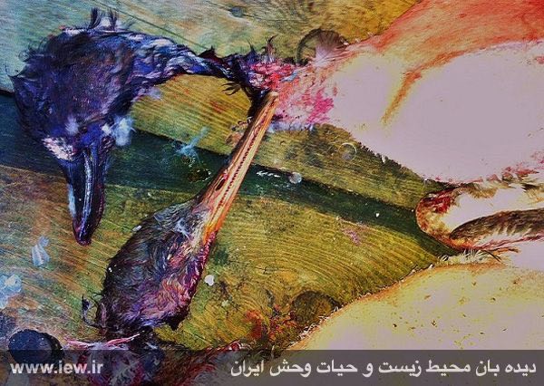 مرگوس کاکلى و اردک سیاه کاکل / ازجمله پرندگان حمایت شده / فروش در بازار فریدونکنار / آبان ٩٤