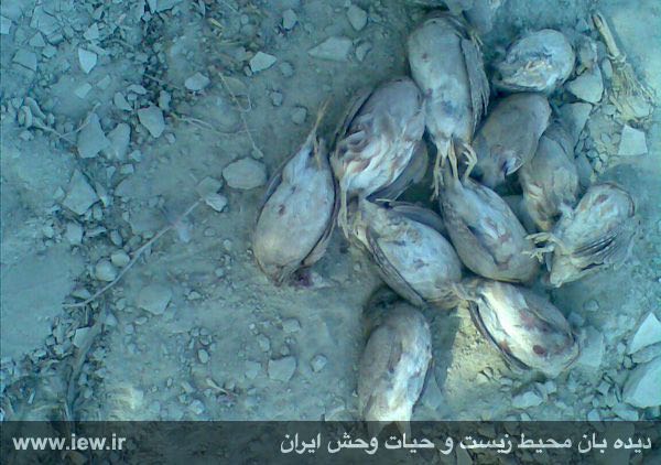 تصویر بدست آمده از گوشی تلفن همراه متخلف مربوط به شکار غیرمجاز تعداد زیادی جیرفتی
