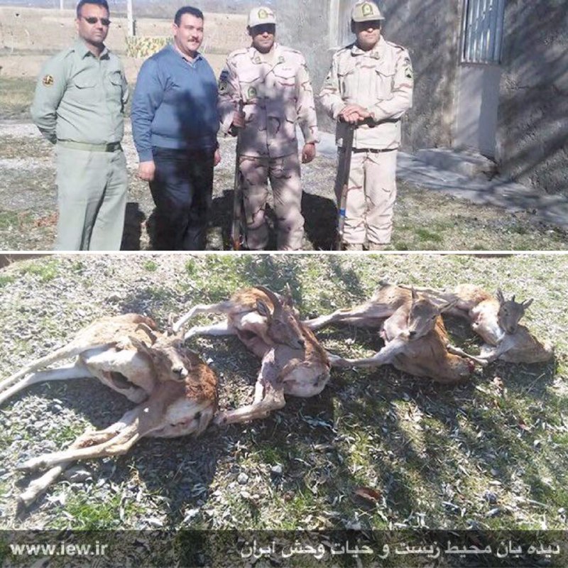عاملین شکار چهار میش وحشی در مرز ایران و ترکمنستان توسط نیروهاى مرزبانى ناجا دستگیر شدند …دیده بان محیط زیست و حیات وحش ایران