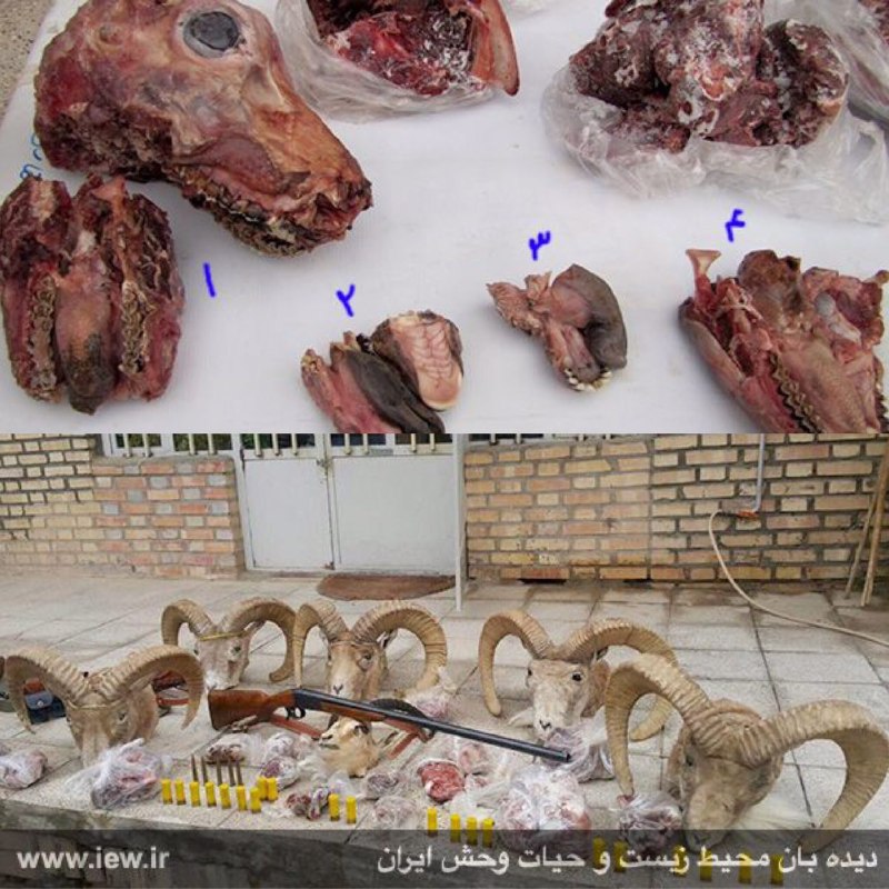 باتلاش محیطبانان جغتاى اجزای بدن یازده قوچ، آهو و کل وحشی از شکارچى متخلف کشف شد.. پایگاه خبرى