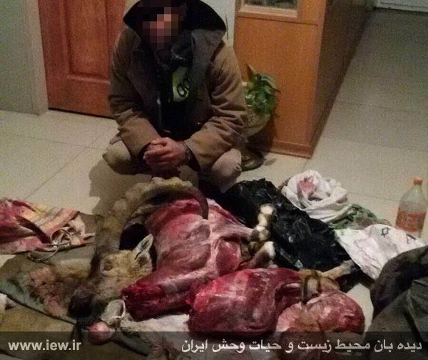 عامل شکار غیرمجاز یک کل وحشی در پارک ملی قمیشلوى اصفهان دستگیر شد.. پایگاه خبری