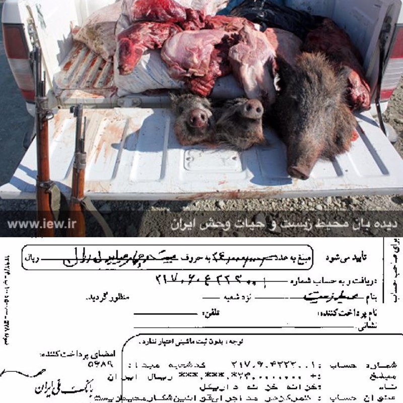 عاملین شکار سه خوک وحشی در کامیاران پس از واریز ٢٤ میلیون ریال جریمه به دادگاه معرفی شدند … دیده بان محیط زیست و حیات وحش ایران