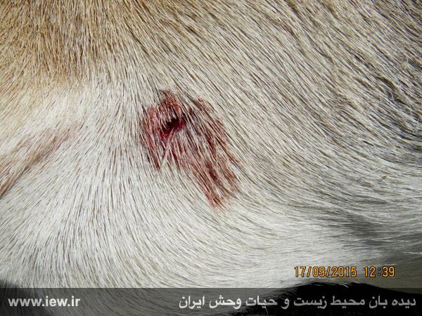 محل برخورد و ورود مرمی اسلحه خفیف به درون بدن کل وحشی در ناحیه قلب