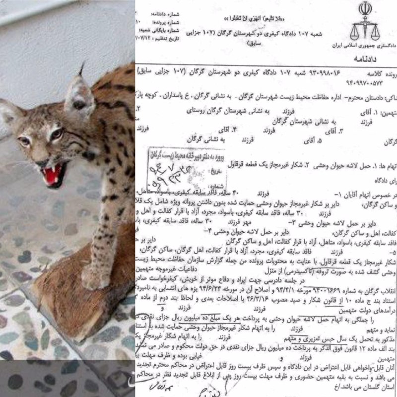 پنج نفر در رابطه با شکار یک سیاهگوش و یک قرقاول در گرگان به جزای نقدی و حبس محکوم شدند.. www