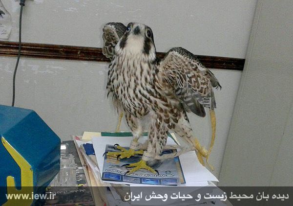 یکى از شاهین‌های کشف شده از قاچاقچیان حیات وحش در شهرستان جاسک
