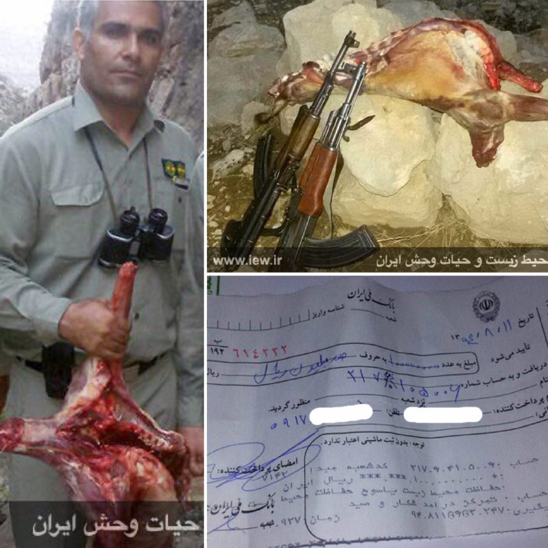 عامل شکار غیرمجاز کل وحشی در گچساران پس از واریز یکصد میلیون ریال جریمه به دادگاه معرفی شد.. www