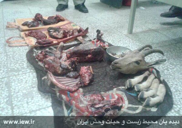 اجزای بدن یک کل و حشی و یک کلچه وحشی یک ساله کشف شده از شکارچیان متخلف در فیروزآباد فارس
