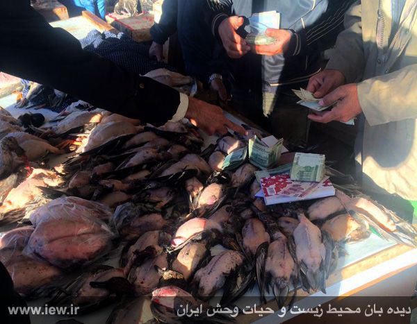 انواع غاز و اردک وحشى / فروش در بازار فریدونکنار / آبان ٩٤