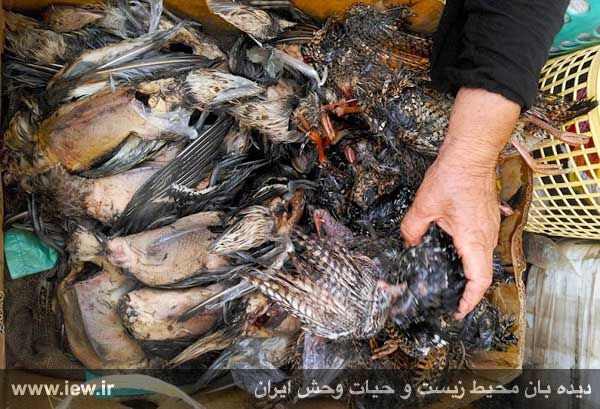 دراج / گونه حمایت شده