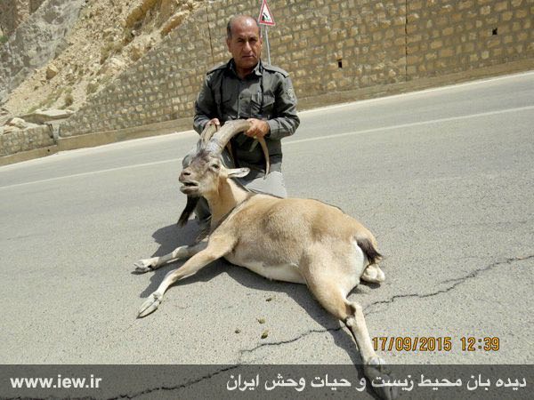 لاشه کل وحشی که مورد اصابت گلوله اسلحه خفیف قرار گرفته و پس از مدتی فرار در وسط جاده تلف شده است