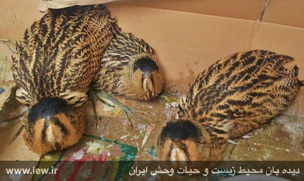 بوتیمار پرنده‌ای حرام گوشت، کاملا گوشت‌خوار و فاقد سنگدان از خانواده حواصیل‌ها / فروش در بازار فریدونکنار جهت مصرف خوراکى و تاکسید