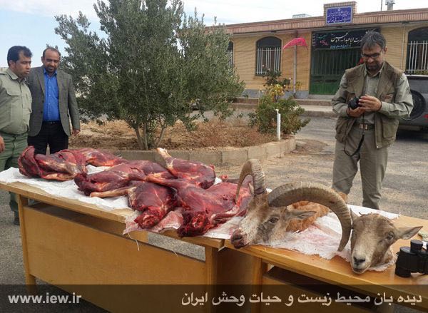 لاشه دو قوچ وحشی کشف شده از شکارچیان متخلف در منطقه حفاظت شده توران