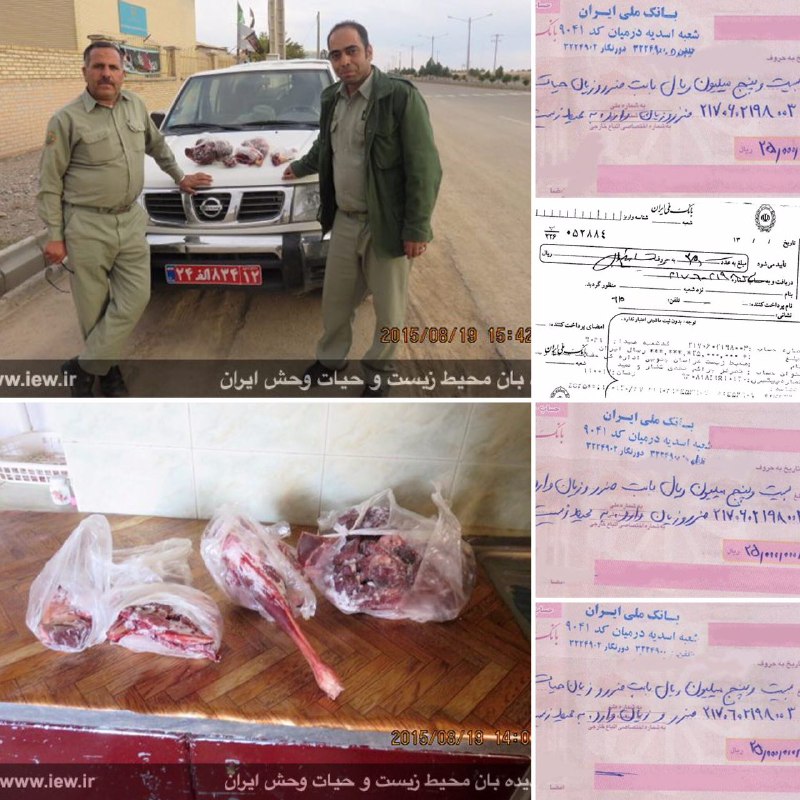 عامل شکار یک قوچ وحشى درشهرستان درمیان پس از پرداخت یکصد میلیون ریال جریمه به دادگاه معرفی شد.. www