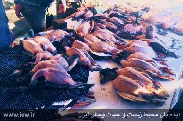 انواع غاز و اردک وحشى / فروش در بازار فریدونکنار / آبان ٩٤
