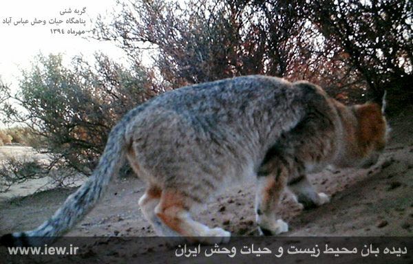 از گربه شنی در پناهگاه حیات وحش عباس آباد تصویربرداری شد.. دیده بان محیط زیست و حیات وحش ایران
