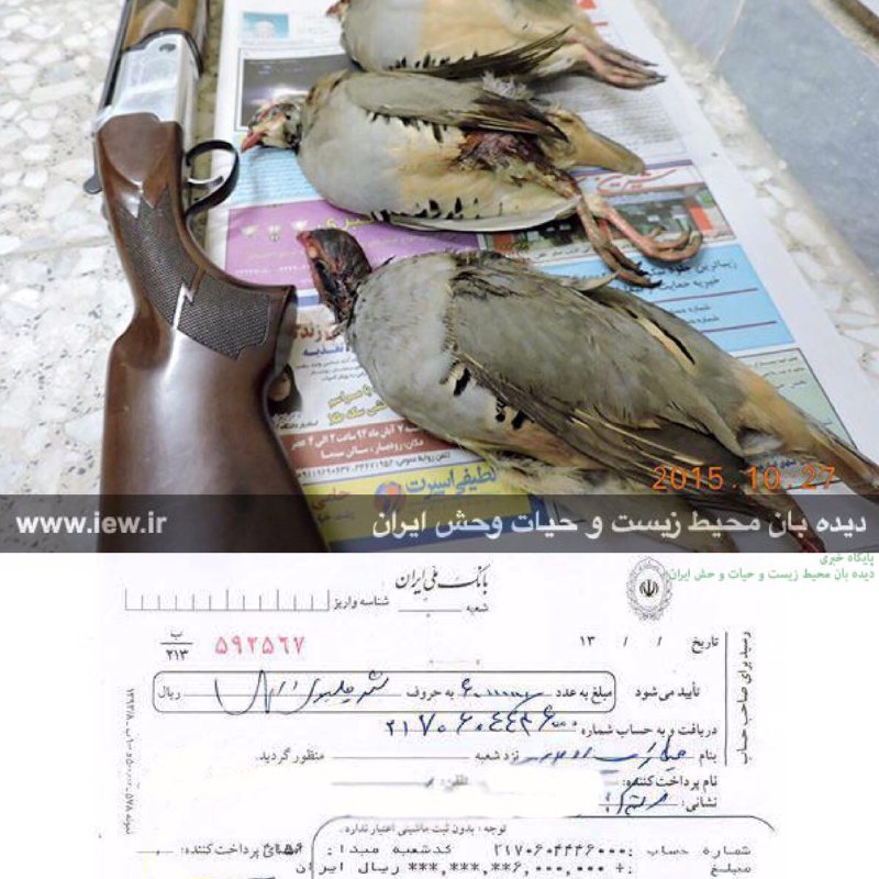 شکارچی غیرمجاز ۳ کبک در رودبار پس از واریز ۶ میلیون ریال جریمه نقدى به مراجع قضایى معرفی شد.. www