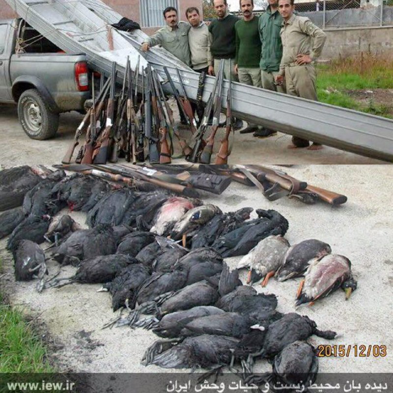 در عملیات محیطبانان پناهگاه حیات وحش میانکاله لاشه ۳۴پرنده وحشی کشف و ۲۲ اسلحه شکاری توقیف شد.. www