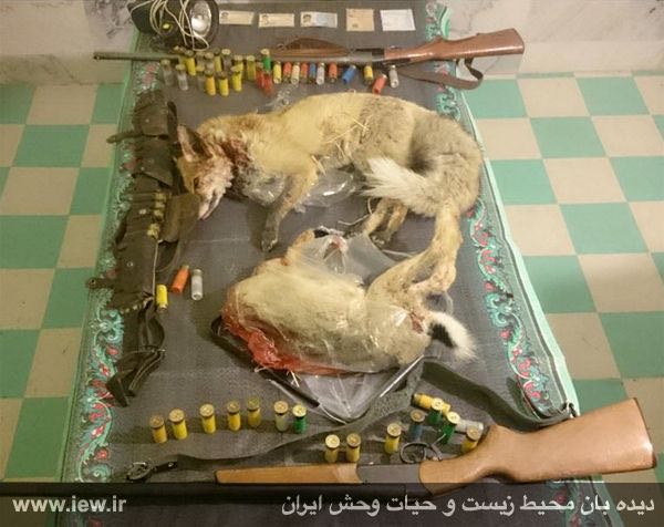 عاملین شکار یک روباه و یک خرگوش وحشی باتلاش محیطبانان دهگلان کردستان دستگیر شدند.. پایگاه خبری