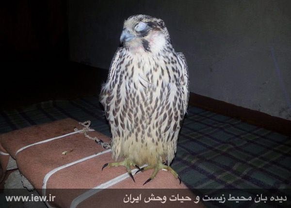 تصویر بدست آمده از گوشی تلفن همراه متخلف مربوط به یک شاهین زنده گیری شده که پلک‌های پرنده نیز دوخته شده است