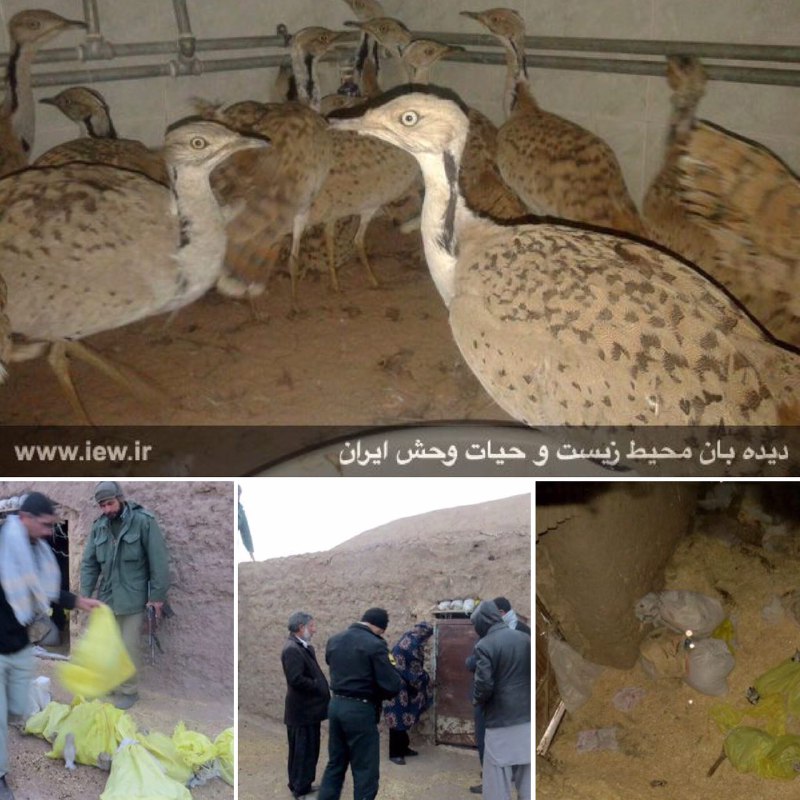 محموله بزرگ قاچاق شامل بیست هوبره زنده در شهرستان خواف کشف شد …پایگاه خبری. www