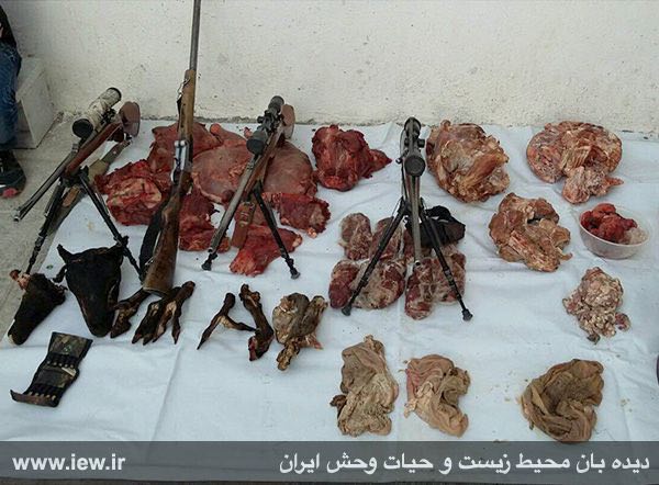 عاملین شکار پنج بز و گوسفند وحشی در شهرستان میامی سمنان روانه زندان شدند.. پایگاه خبری
