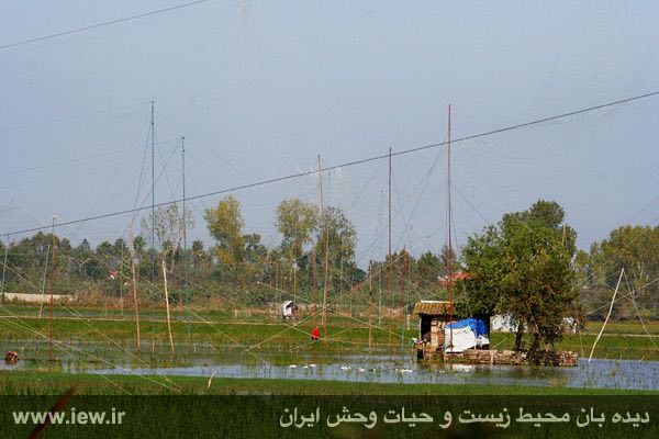 نمونه‌ای از نصب تورهاى هوایى در شالیزارهاى فریدونکنار