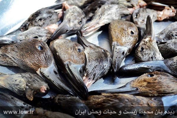 فیلوش و خوتکا