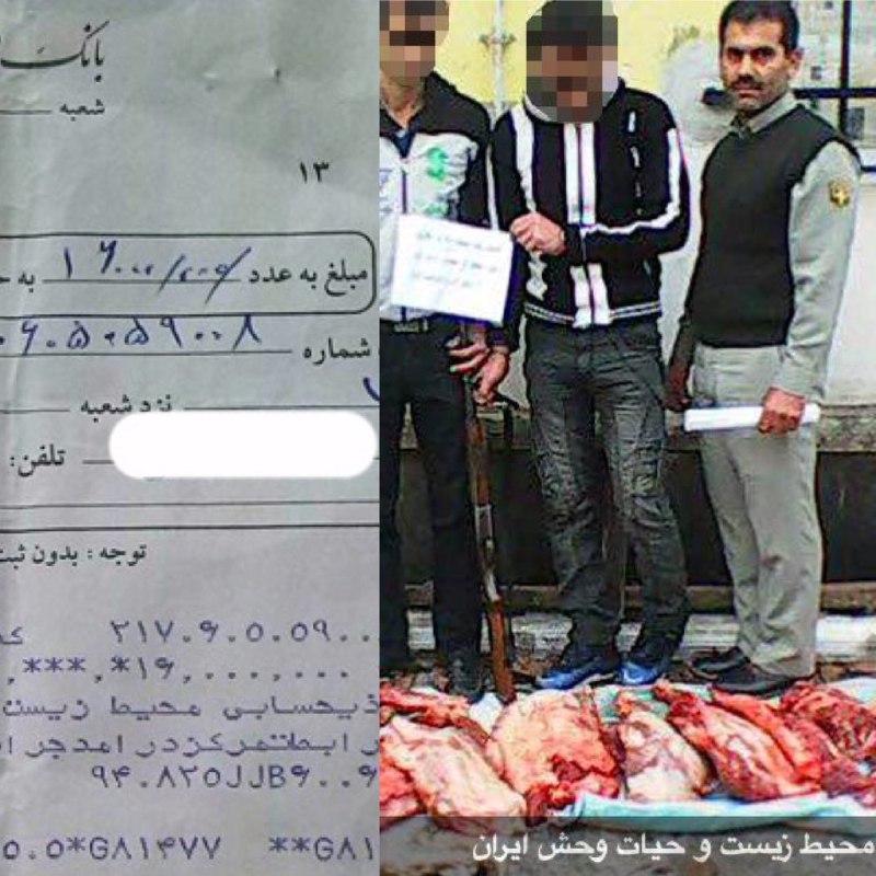 عاملین شکار دو خوک وحشى در سوادکوه پس از واریز ۱۶میلیون ریال جریمه نقدی به دادگاه معرفی شدند.. www