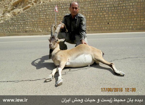 لاشه کل وحشی که مورد اصابت گلوله اسلحه خفیف قرار گرفته و پس از مدتی فرار در وسط جاده تلف شده است